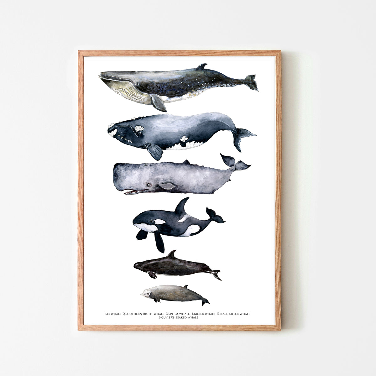 Australian Seafood Handbook,(英語) ハードカバー Seafood Handbook: The Comprehensive Guide to Sourcing