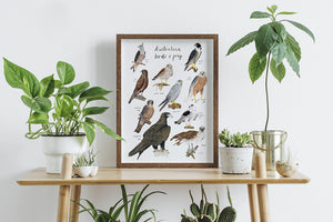 Australian birds of prey print