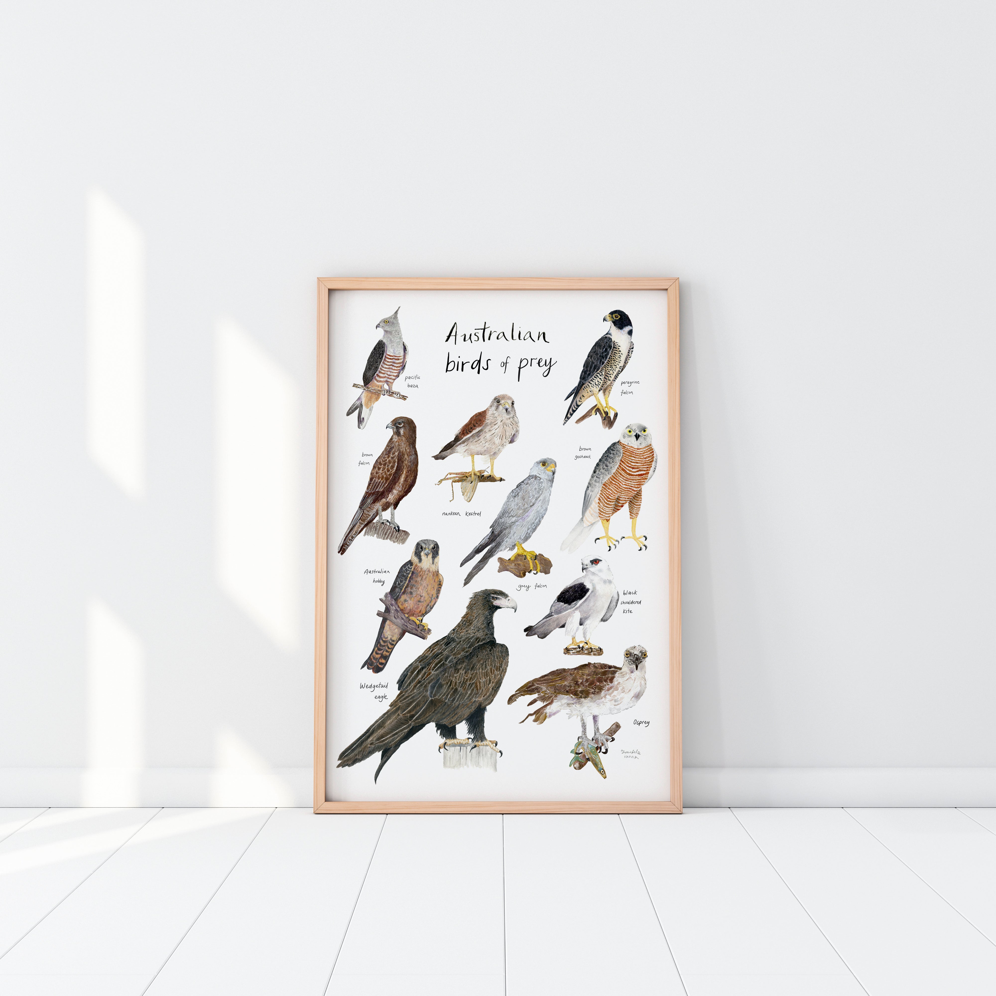 Australian birds of prey print