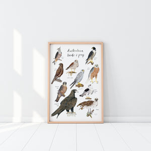 Australian birds of prey print