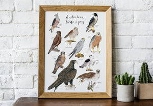 Australian birds of prey print