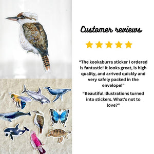 Kookaburra Vinyl Sticker: Weatherproof Bird Lover Decal