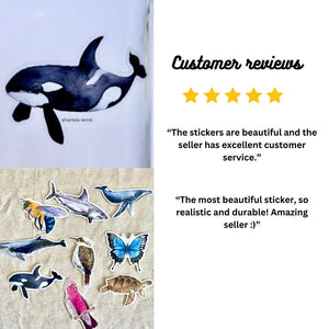 picture of vinyl sticker of a killer whale on a clear background. The killer whale is beautiful illustration in watercolour. Also shows a 5 star customer review that reads “These stickers are beautiful and the seller has excellent customer service”