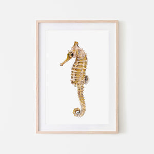 Seahorse print