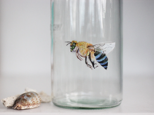 Blue banded bee sticker