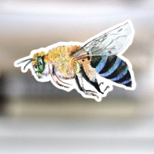 Blue banded bee sticker