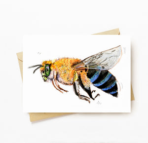 Native blue banded bee greeting card