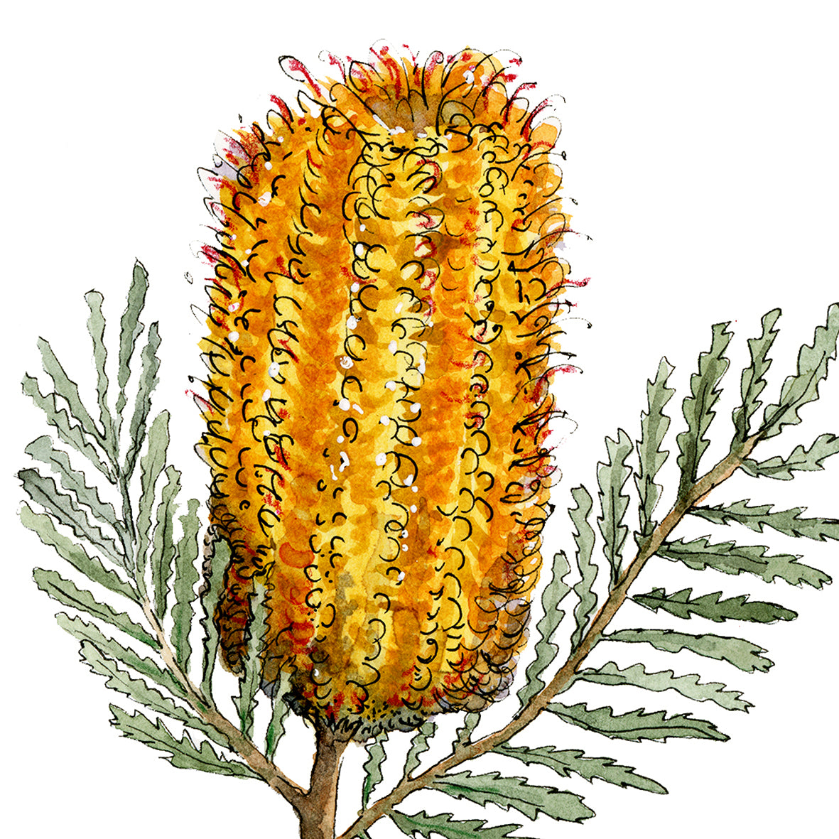 Banksia Print