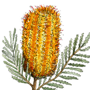 Banksia Print