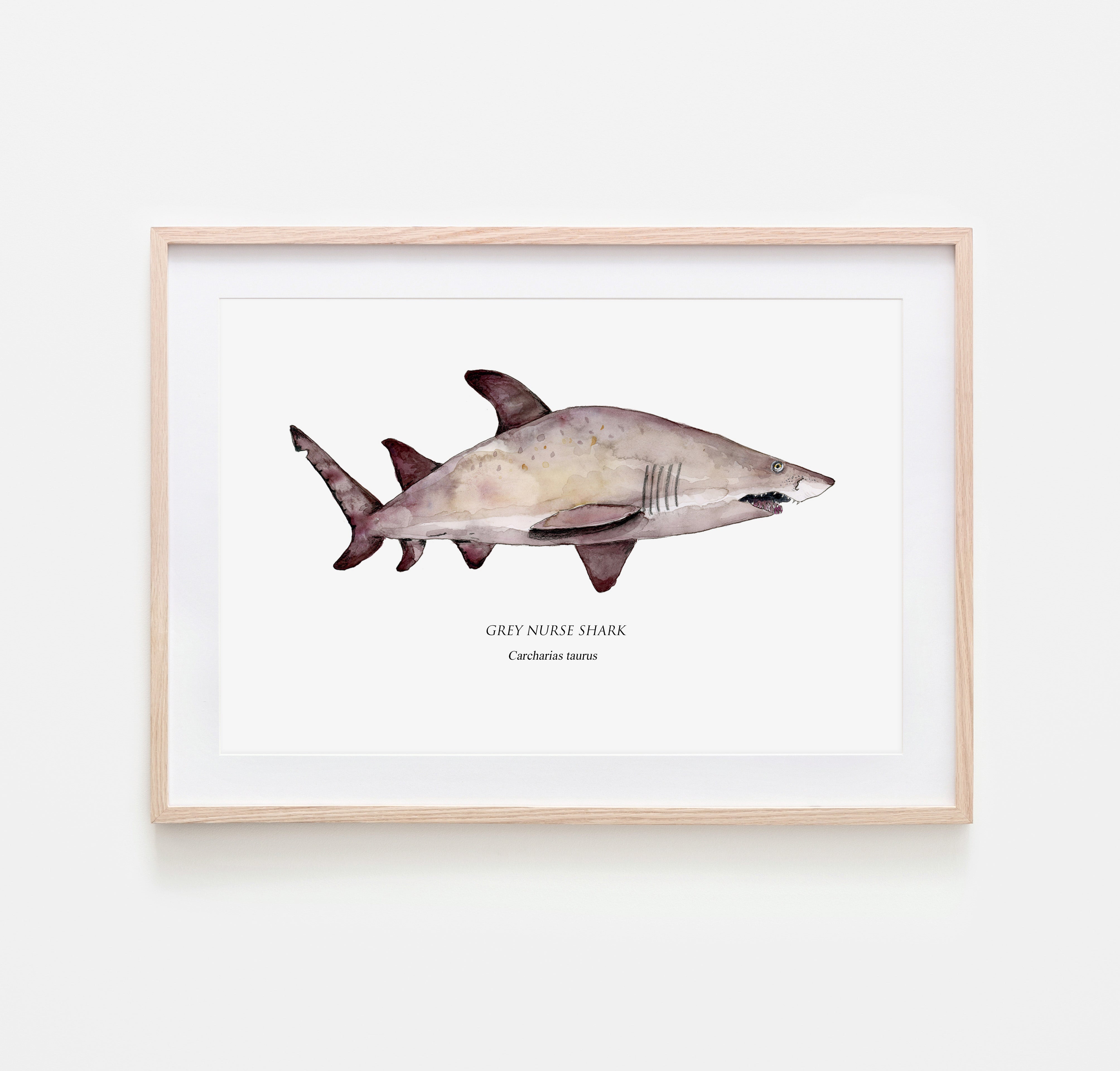 Grey nurse shark print