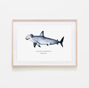 Hammerhead shark print