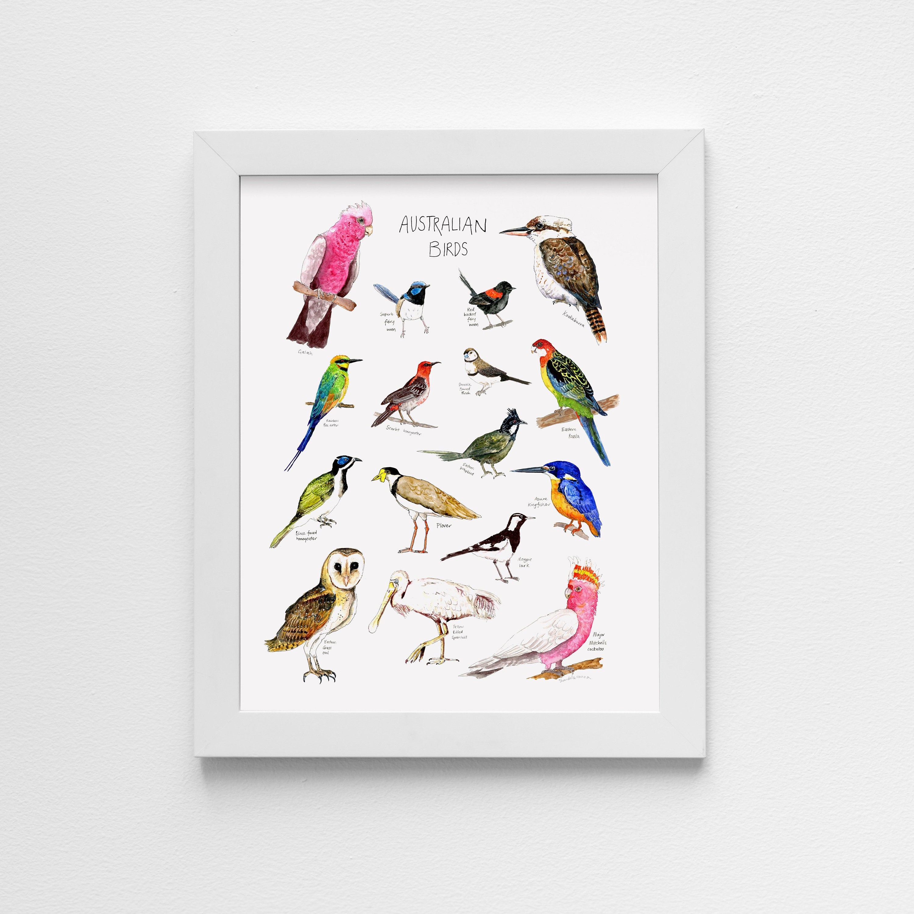 Australian birds poster