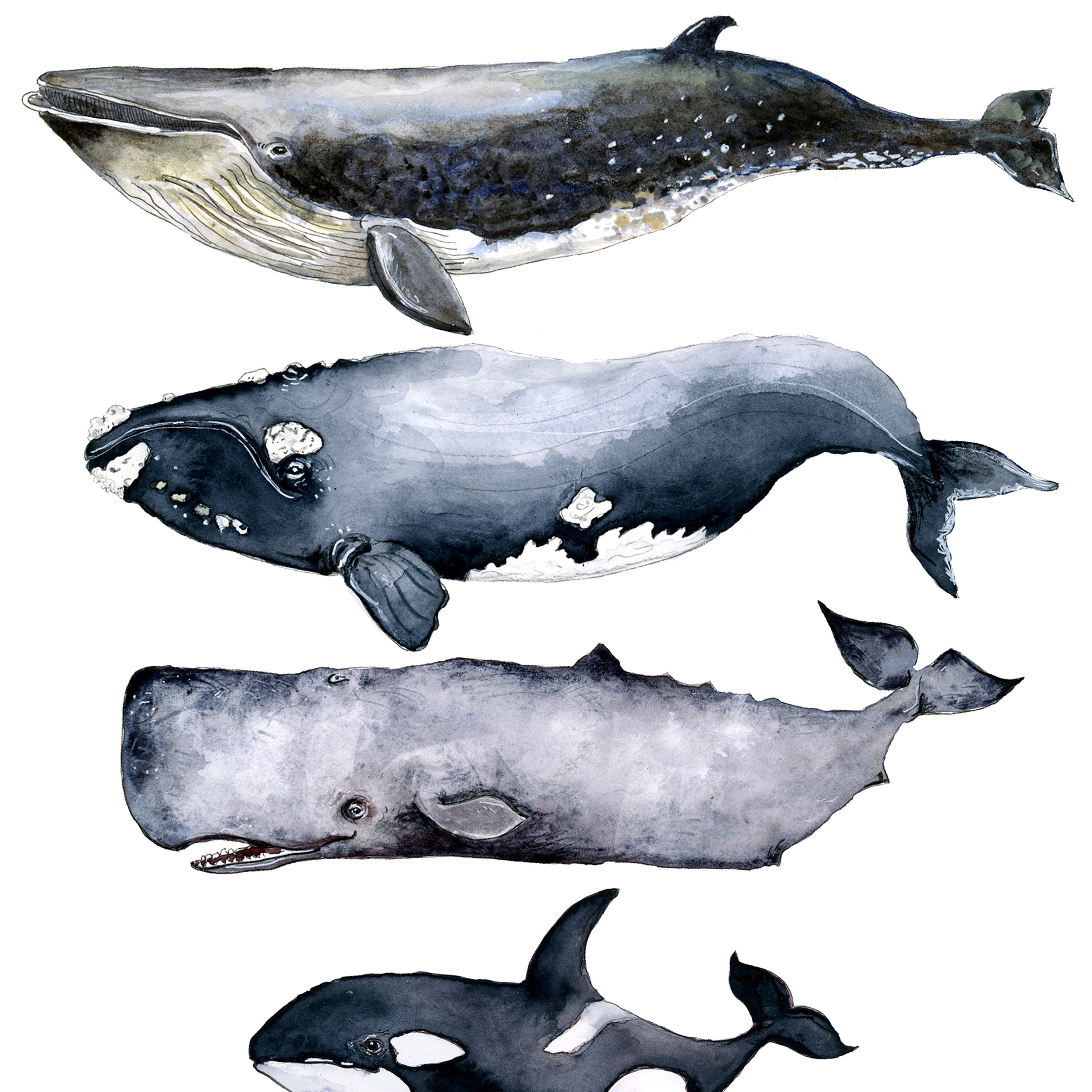 Australian whales chart