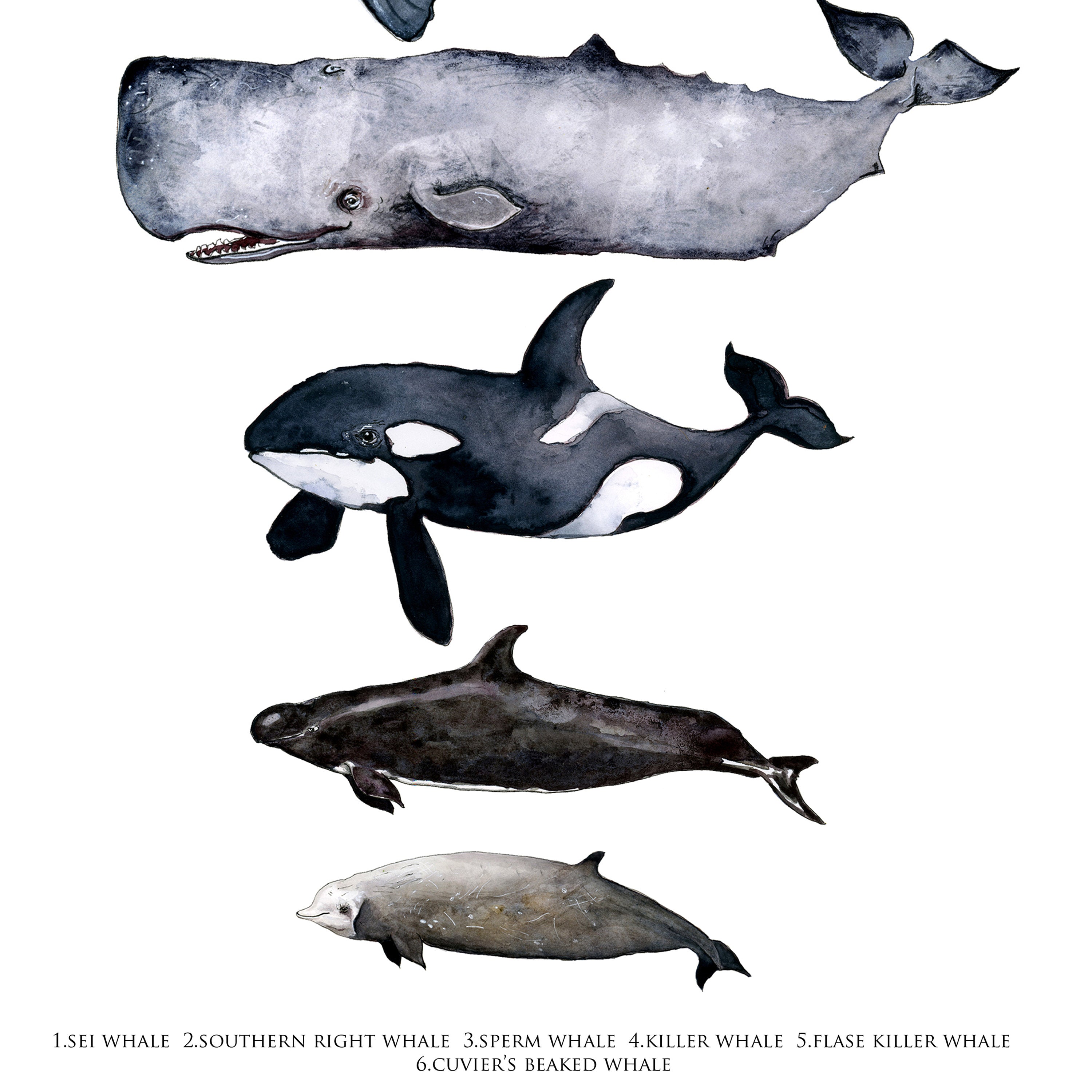 Australian whales chart