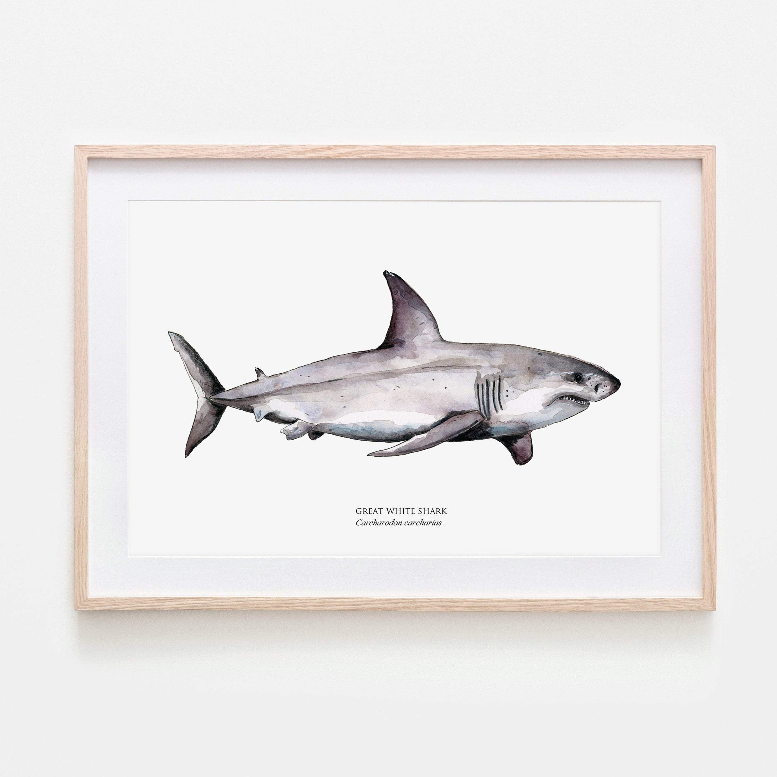 Great white shark poster