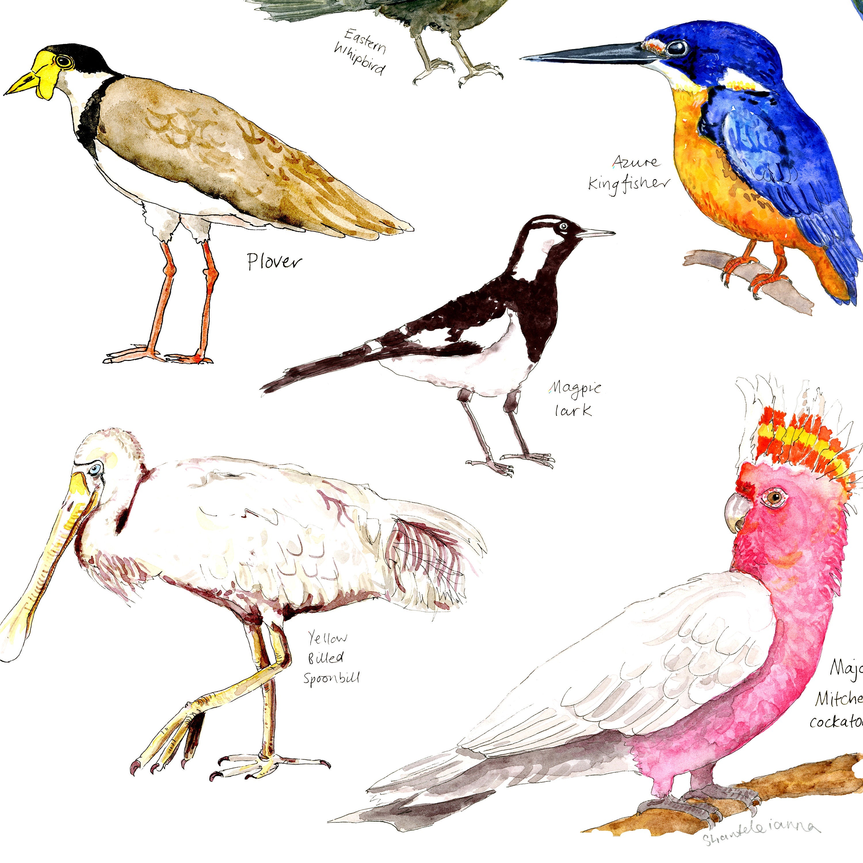 Australian birds poster