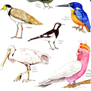 Australian birds poster