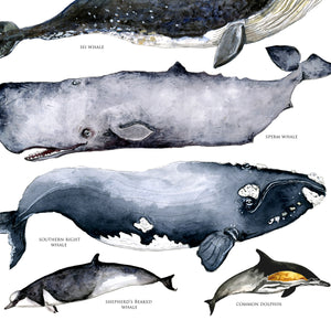Australian whale's poster