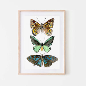 Butterfly print with endangered Richmond Birdwing