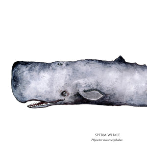 sperm whale poster