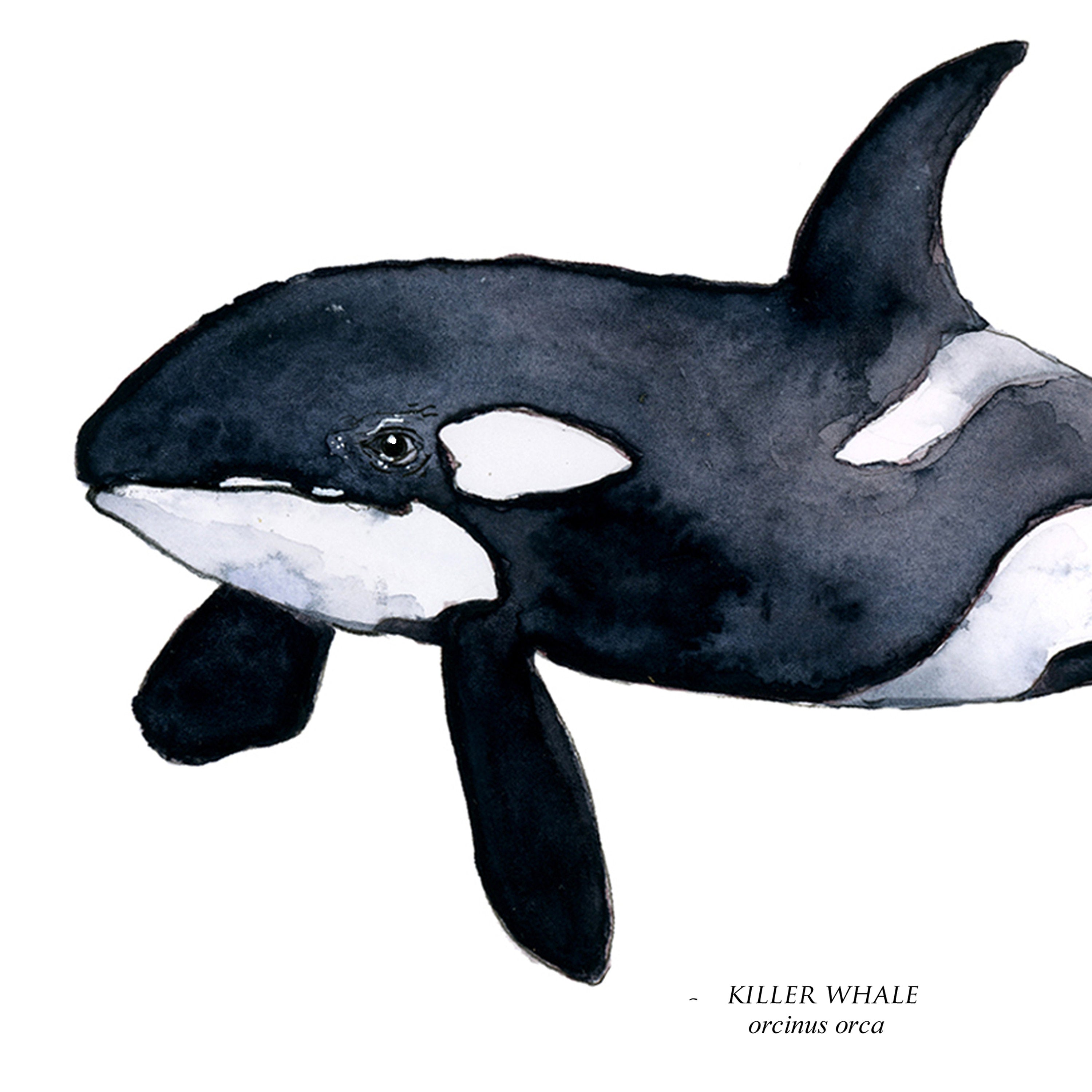 Killer whale print