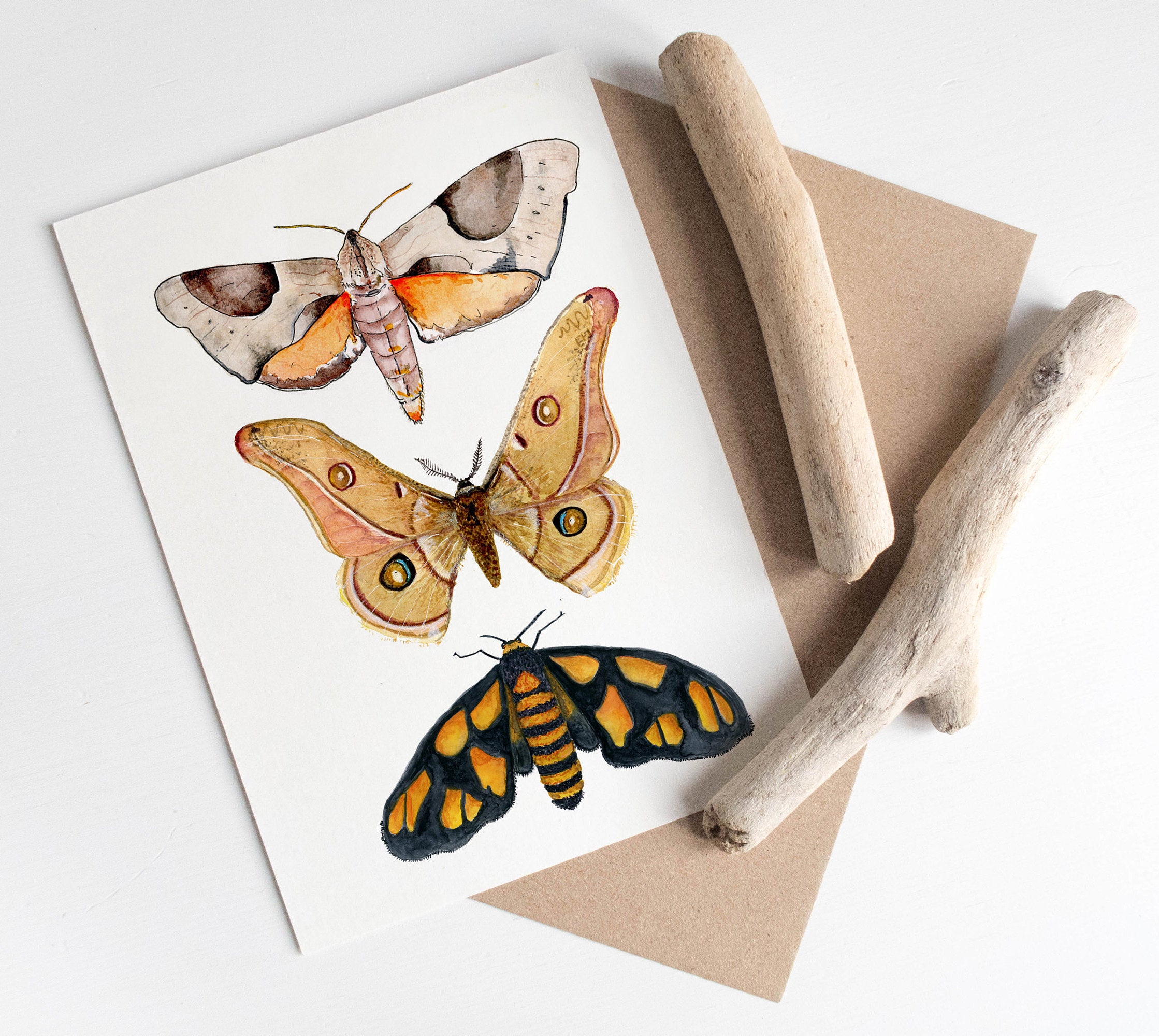 australian moths card