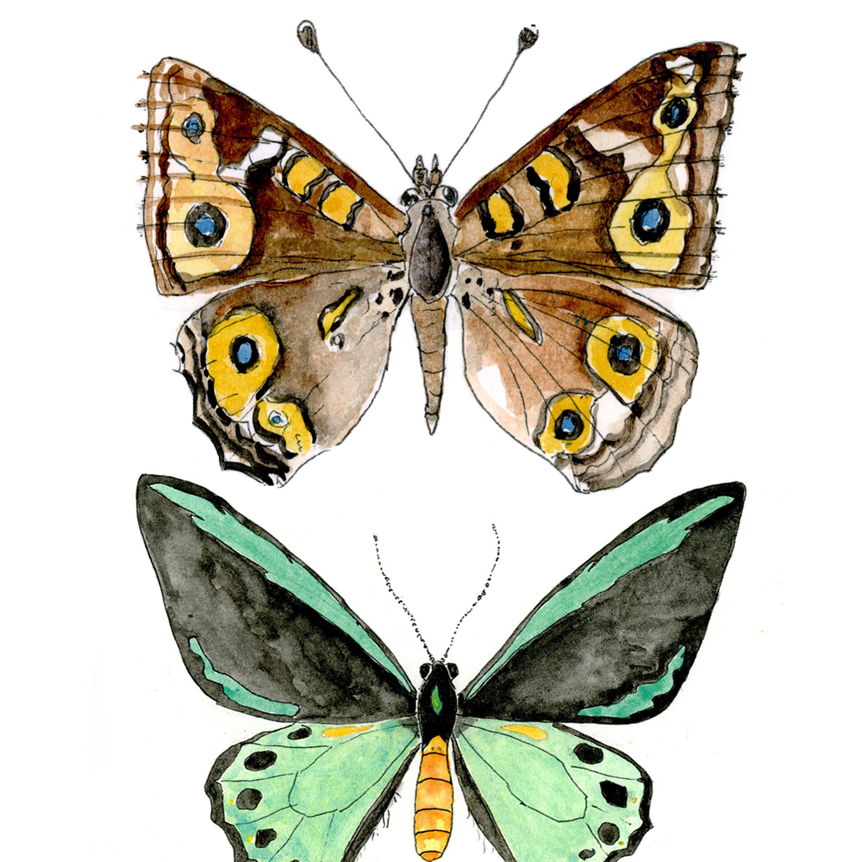 Butterfly print with endangered Richmond Birdwing