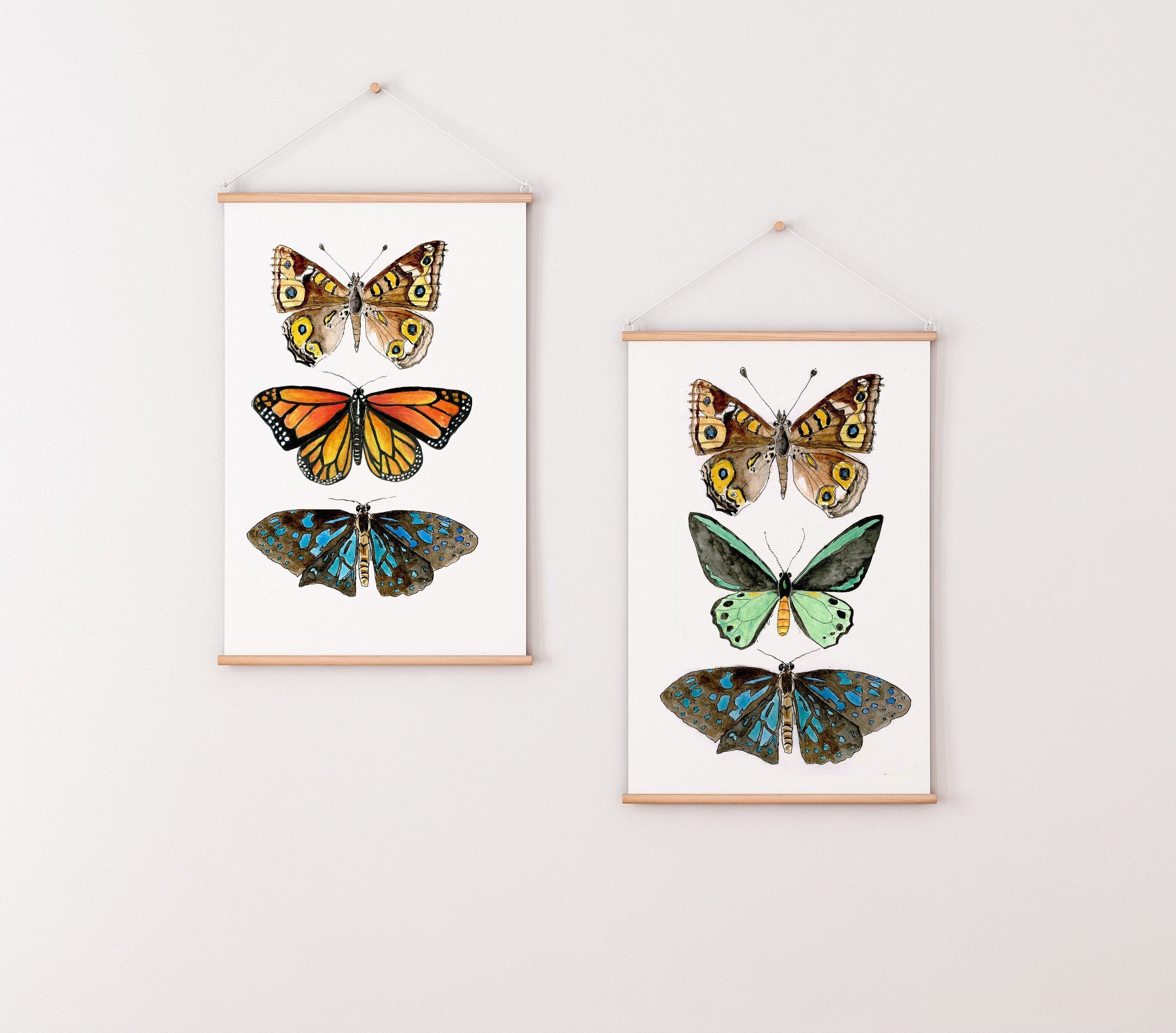 Butterfly print with endangered Richmond Birdwing