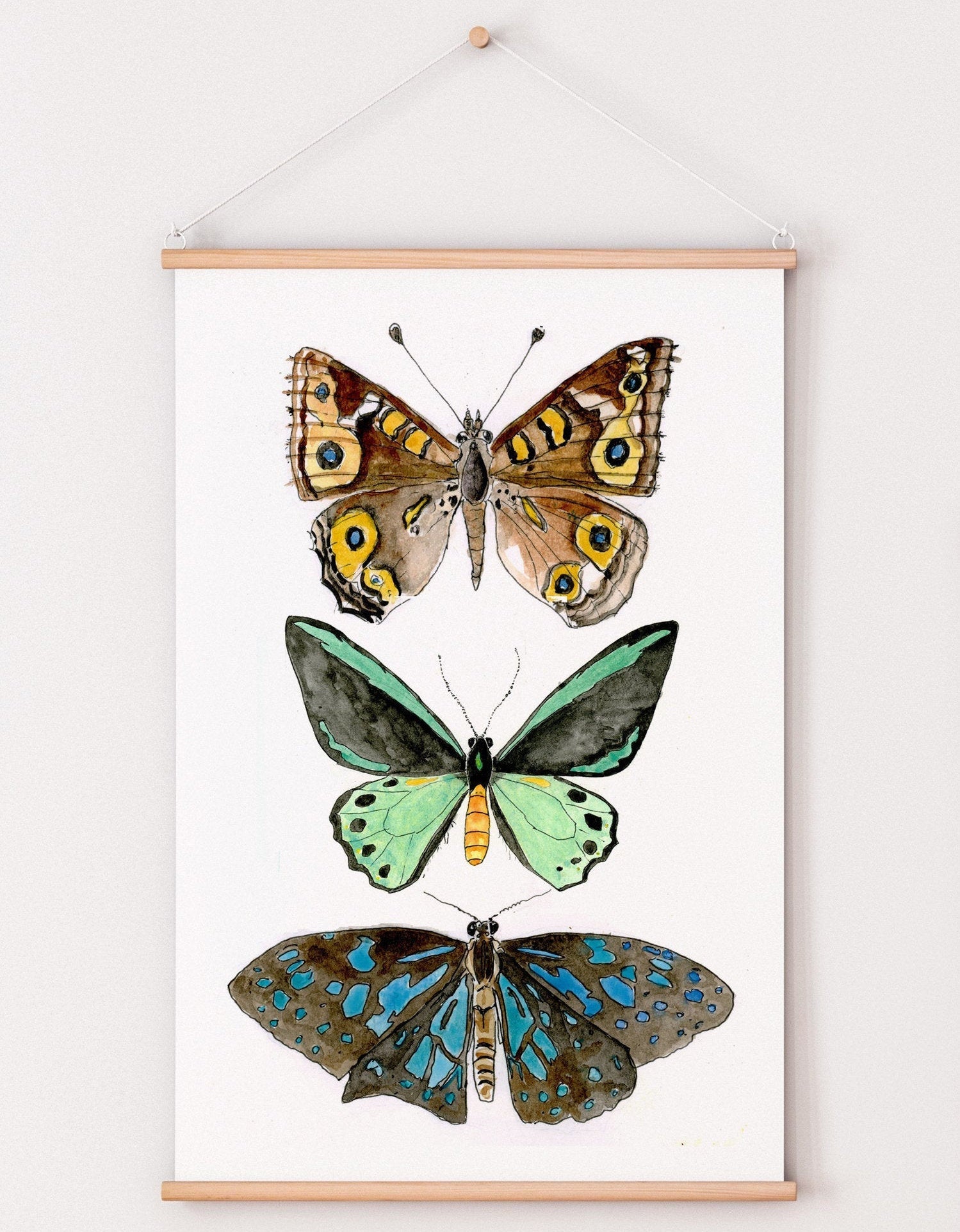 Butterfly print with endangered Richmond Birdwing
