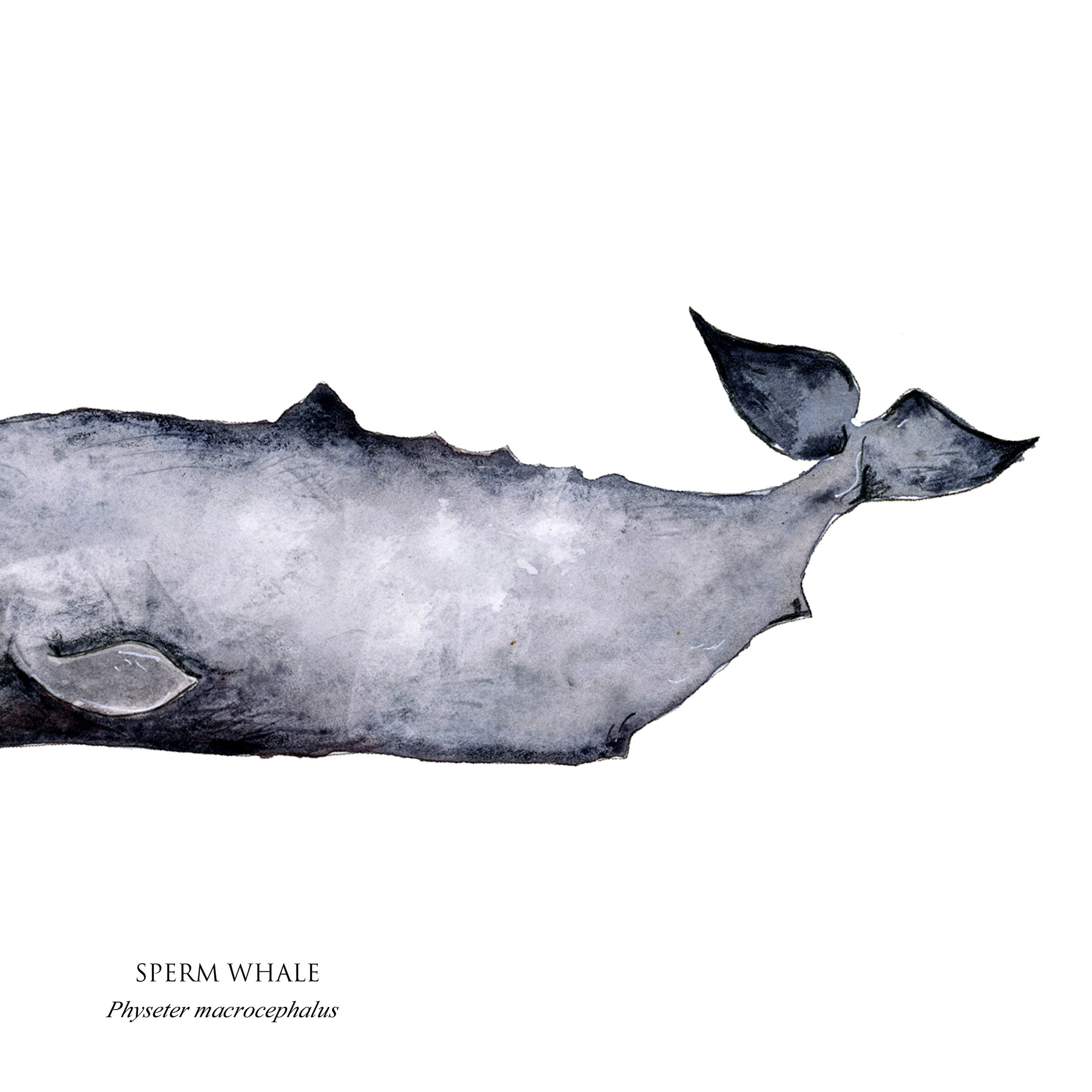 sperm whale poster