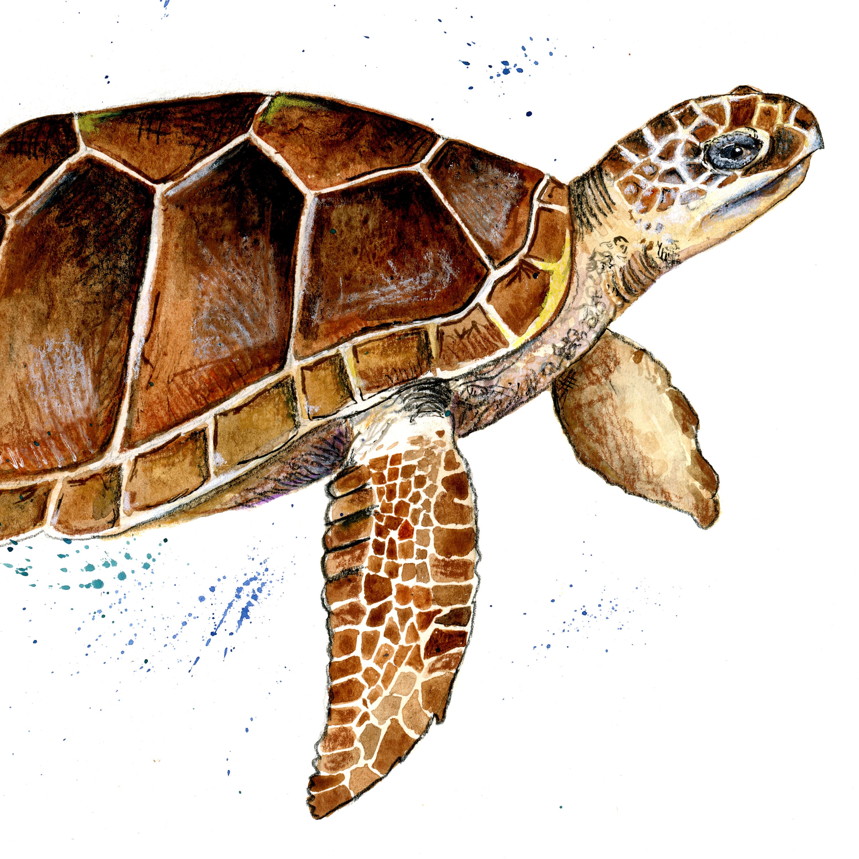 loggerhead turtle print