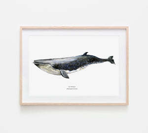 Sei whale poster