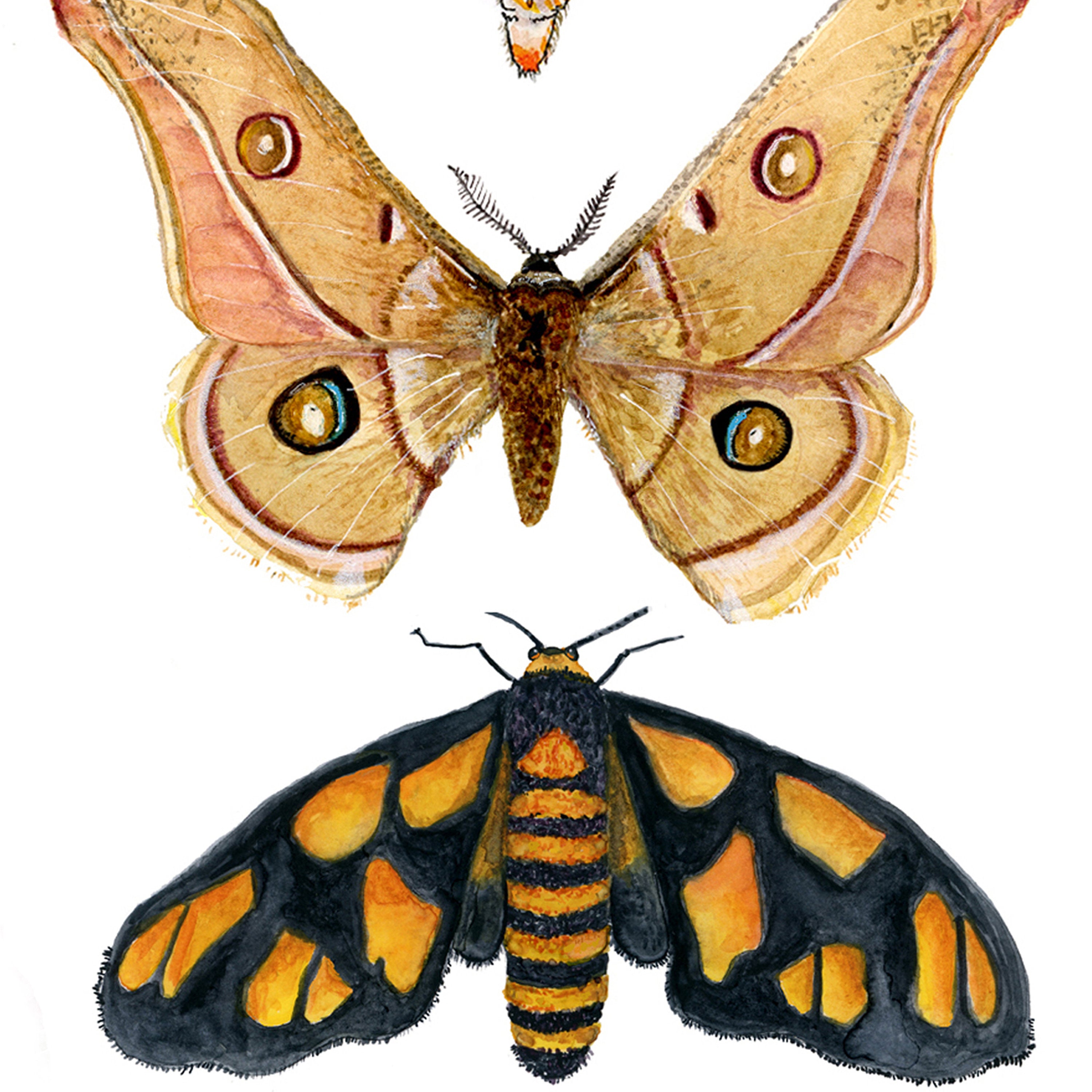 Australian moth print