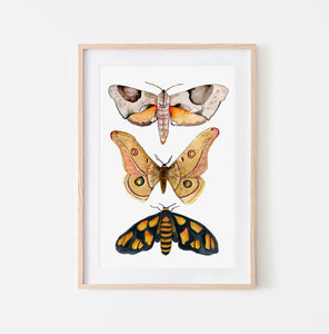 Australian moth print