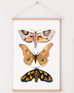 Australian moth print