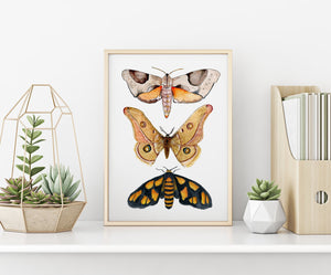 Australian moth print