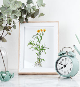 Wildflower print - fire weed