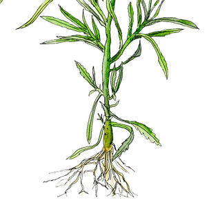 Wildflower print - fire weed