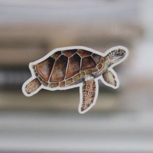Loggerhead turtle sticker