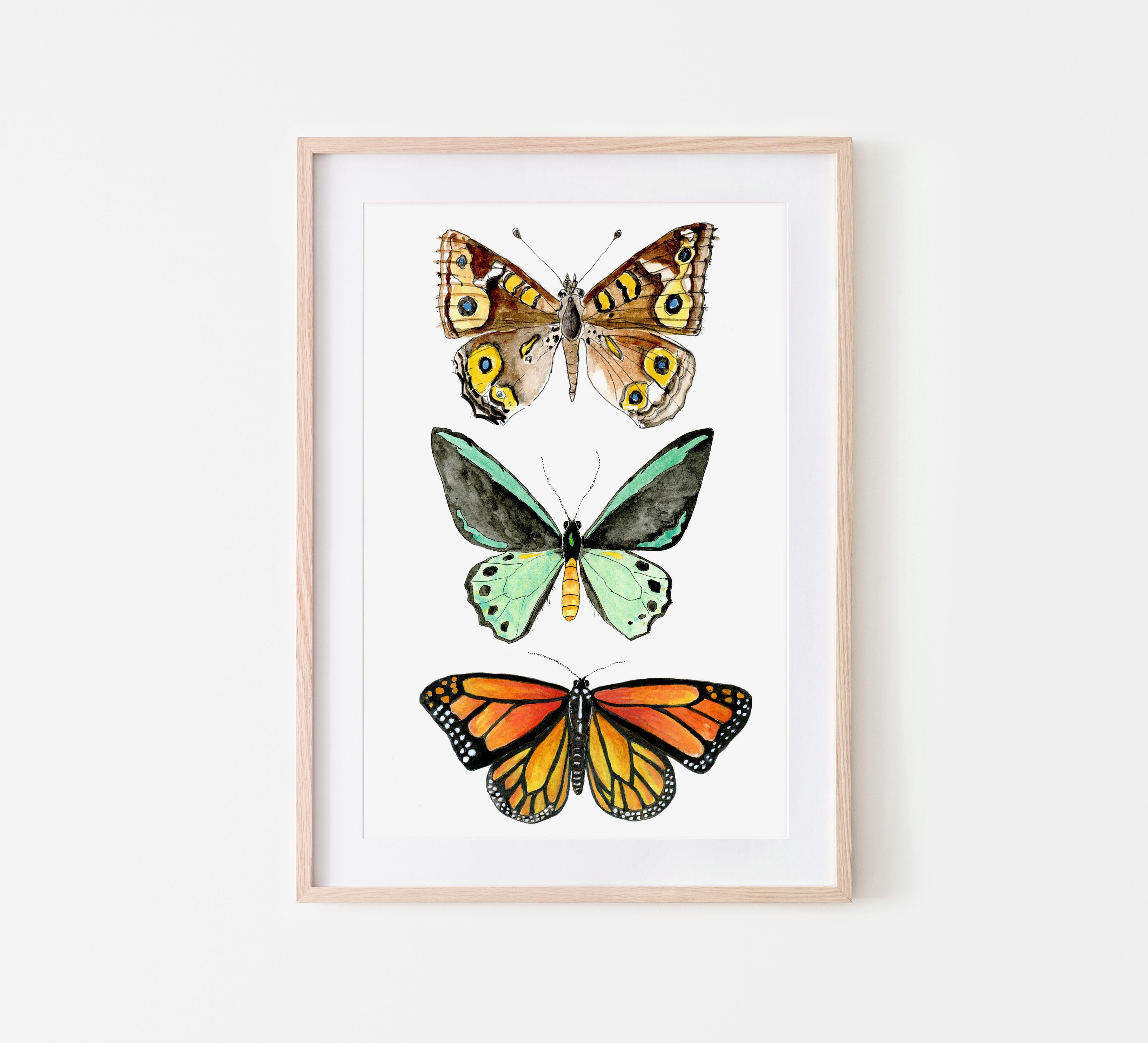 Butterfly print - Wanderer, Richmond birdwing, meadow Argus