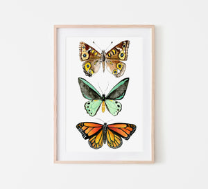 Butterfly print - Wanderer, Richmond birdwing, meadow Argus