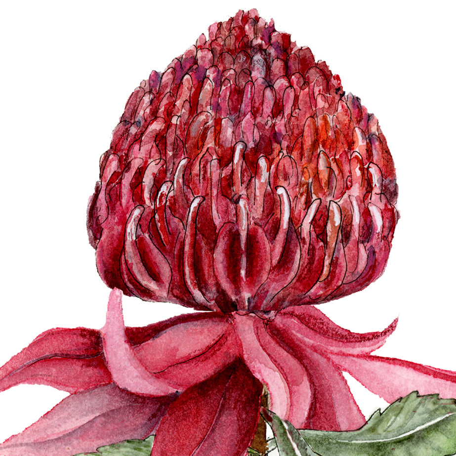 Waratah flower print